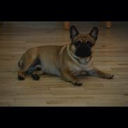 Blanding af racer Felix