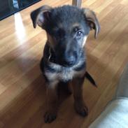 Schæferhund Charlie