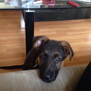 Schæferhund Charlie