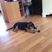 Schæferhund Charlie