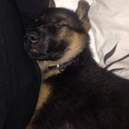 Schæferhund Charlie