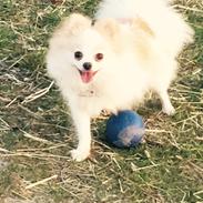 Pomeranian Chloe