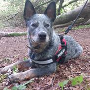 Australsk cattledog Tjalfe