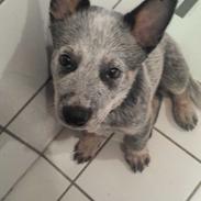 Australsk cattledog Tjalfe