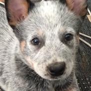 Australsk cattledog Tjalfe