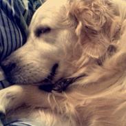 Golden retriever Bailey 