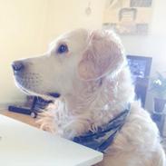 Golden retriever Bailey 