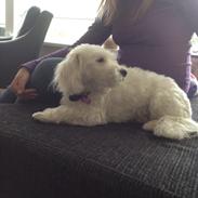Coton de tulear Vigga