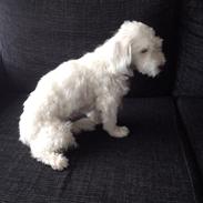 Coton de tulear Vigga
