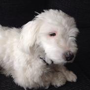 Coton de tulear Vigga