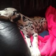 Dalmatiner Crazyspots Como