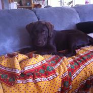 Labrador retriever Django