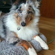 Shetland sheepdog Catalba's Kenya 