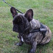 Fransk bulldog Carlo
