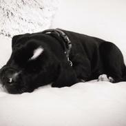 Blanding af racer Karla