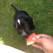 Blanding af racer Karla