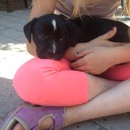 Blanding af racer Karla