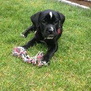 Blanding af racer Karla