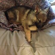 Schæferhund Nana