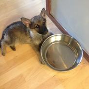 Schæferhund Nana