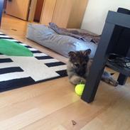 Schæferhund Nana