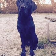 Blanding af racer Koolaid