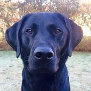 Blanding af racer Koolaid