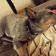 Australsk cattledog Tjalfe