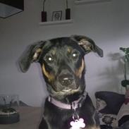 Blanding af racer blacky