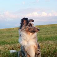 Shetland sheepdog Catalba's Kenya 