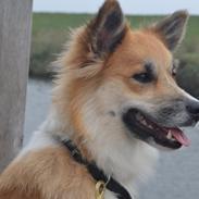 Islandsk fårehund Freya