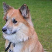 Islandsk fårehund Freya