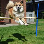 Islandsk fårehund Freya