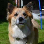Islandsk fårehund Freya