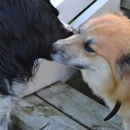 Islandsk fårehund Freya