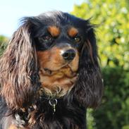 Cavalier king charles spaniel Cavalierbyen Loveable Milo (Milo)