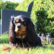 Cavalier king charles spaniel Cavalierbyen Loveable Milo (Milo)