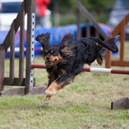 Cavalier king charles spaniel Cavalierbyen Loveable Milo (Milo)