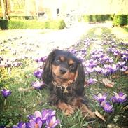 Cavalier king charles spaniel Cavalierbyen Loveable Milo (Milo)