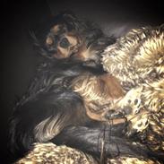 Cavalier king charles spaniel Cavalierbyen Loveable Milo (Milo)