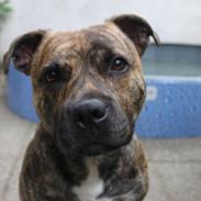 Staffordshire bull terrier Rogstaff's Zevs - Thorkil