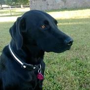 Labrador retriever Sif