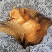 Pomeranian Milo 