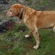 Labrador retriever Jensen
