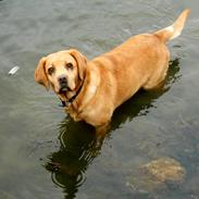 Labrador retriever Jensen