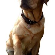 Labrador retriever Jensen