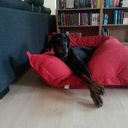 Dobermann Raphaels Kahla-Sheena (Sheena)