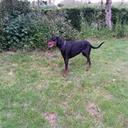 Dobermann Raphaels Kahla-Sheena (Sheena)