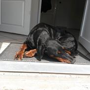 Dobermann Raphaels Kahla-Sheena (Sheena)