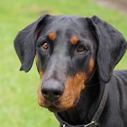 Dobermann Raphaels Kahla-Sheena (Sheena)